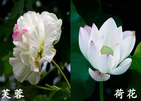 芙蓉是什麼花|请问莲花，荷花，芙蓉区别在哪里？